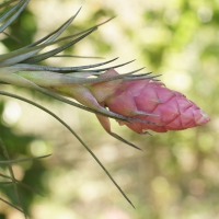 Flores e frutos 2014