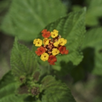 Flores e frutos 2014