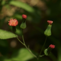 Flores e frutos 2014