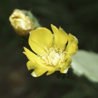 Flores e frutos 2014