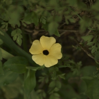 Flores e frutos 2014