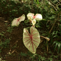 Flores e frutos 2015