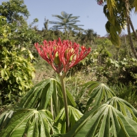 Flores e frutos 2014