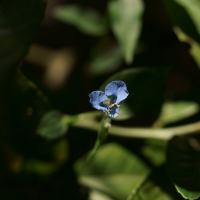 Flores e frutos 2014