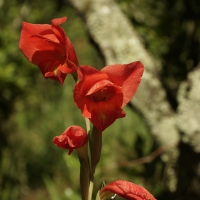 Flores e frutos 2016