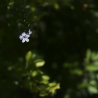 Flores e frutos 2014