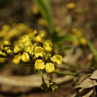 Flores e frutos 2014