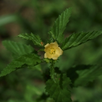 Flores e frutos 2014