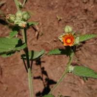 Flores e frutos 2018